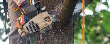 Trusted Schertz, TX Tree Services Experts