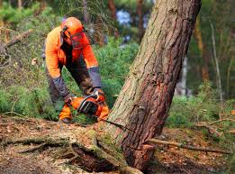 How Our Tree Care Process Works  in  Schertz, TX